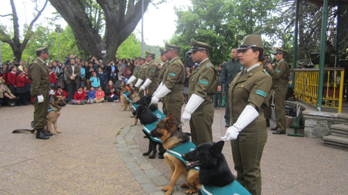 Excelente Presentación de la Escuela de Adiestramiento Canino y la Banda Instrumental de Carabineros de Chile en Traiguén