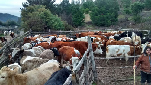 Operativos en Ganadería Bovina se realizan en diferentes sectores rurales de la Comuna de Traiguén a través de Convenio de Emergencia SAG – INDAP