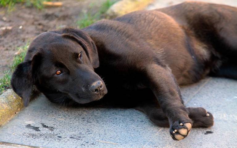 Ley Cholito: Conoce los aspectos que debes considerar si eres dueño de una mascota