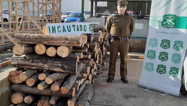 Carabineros de Traiguén Detiene a 8 Individuos por Robo de Madera en el Sector el Aromo