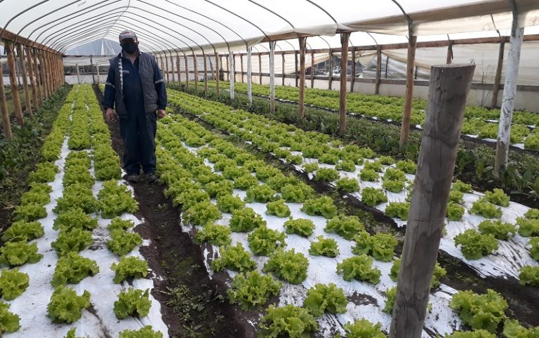 Abren concurso para financiar proyectos dirigido a agricultores del programa SAT de Cautín y Malleco