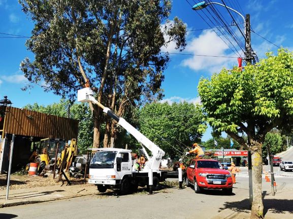 Municipio Poda Árboles de Gran Altura que Revisten Peligro a la Comunidad en Traiguén