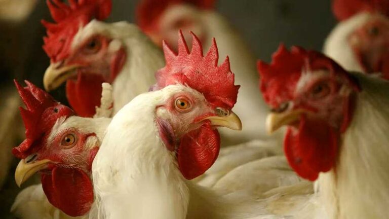 SAG Detecta Casos de Influenza Aviar en Traiguén, Los Sauces y Purén.