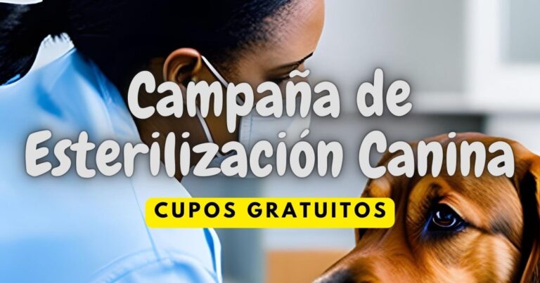 Municipalidad promueve Esterilización Canina para un Futuro Responsable». ¡Cupos Gratuitos Disponibles!