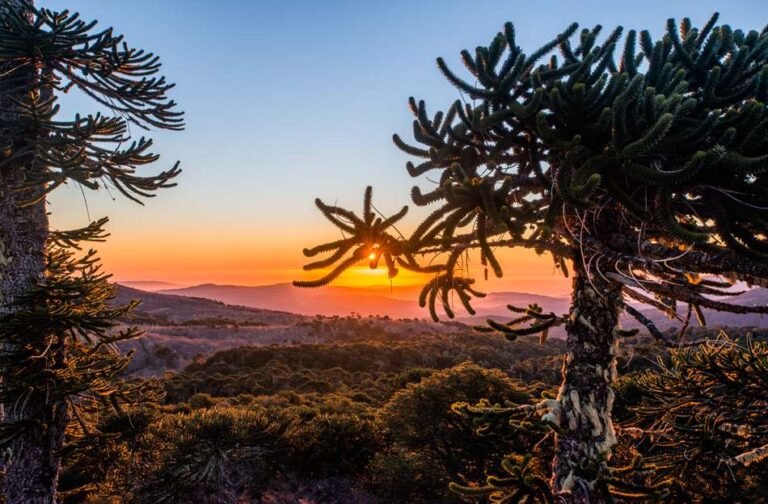 [ACTUALIDAD] «Agosto El Mes De La Montaña. Proyección del Uso De La Madera De Bosques Artificiales»