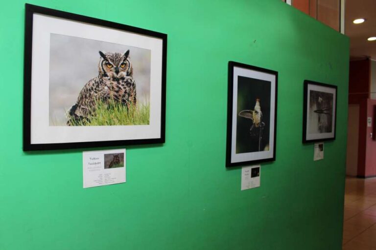 Inauguran Exposición «Arte Mestizo – Rescate de la Memoria» en Casa de la Cultura deTraiguén