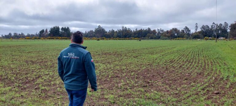 SAG refuerza fiscalización en cultivos de papa en Traiguén para garantizar sanidad
