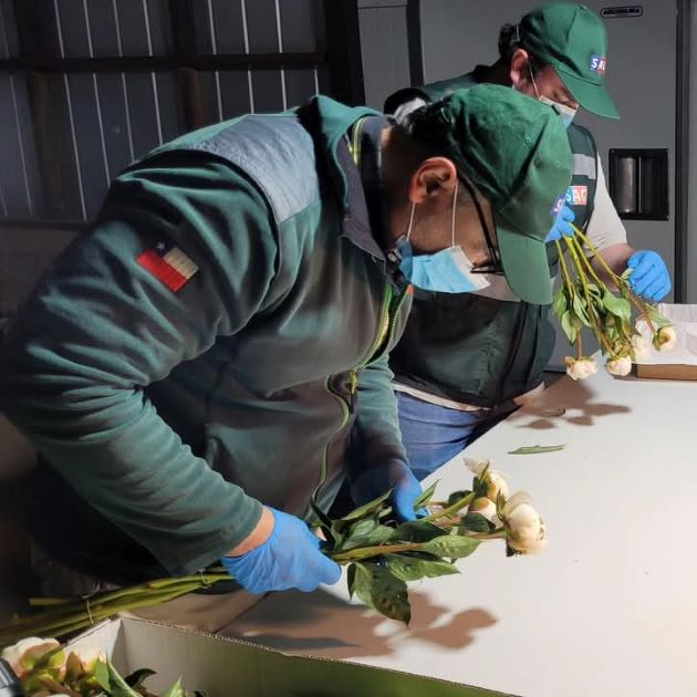 Primer envío de peonías frescas desde Traiguén con destino a Holanda: un hito para la exportación local