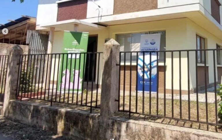 En Traiguén realizan últimas jornadas gratuitas de esterilización de perros